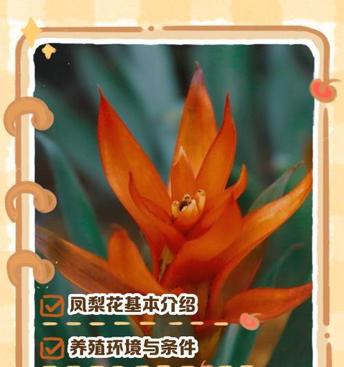 初恋植物的养殖要点是什么？
