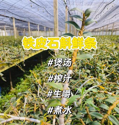 铁皮石斛繁殖的有效方法是什么？如何成功繁殖铁皮石斛？