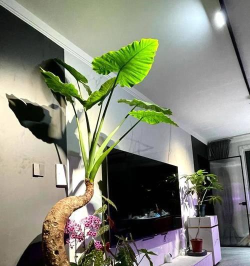 盆栽挂在壁上的方法和技巧有哪些？