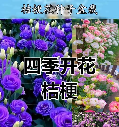 四季常开的花卉有哪些？四季开花植物的养护要点？