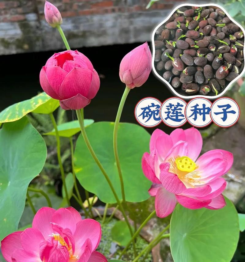 碗莲种植的正确方法是什么？如何让碗莲在泥中生长得更好？