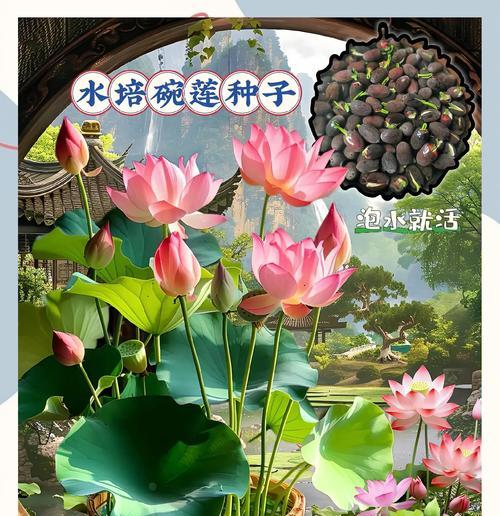 碗莲种植的正确方法是什么？如何让碗莲在泥中生长得更好？