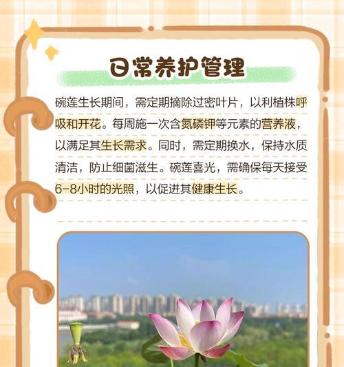 碗莲种植的正确方法是什么？如何让碗莲在泥中生长得更好？