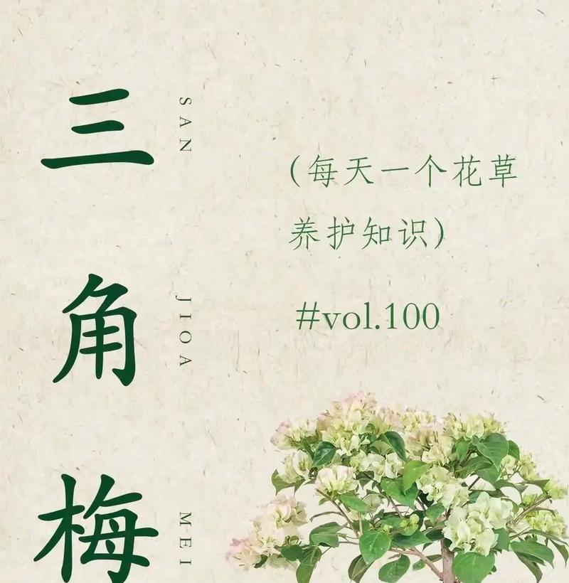 三角梅的养护技巧和常见问题是什么？