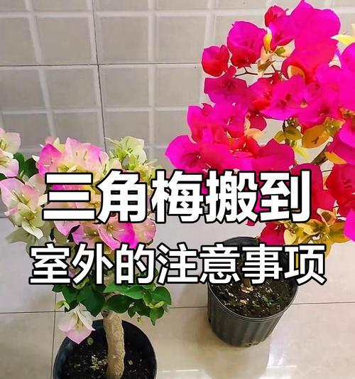 三角梅的养护技巧和常见问题是什么？