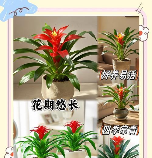 花卉鸿运当头怎么养？有哪些注意事项？