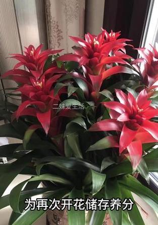 花卉鸿运当头怎么养？有哪些注意事项？