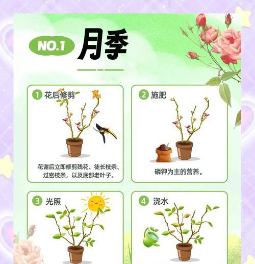 秋天花卉的养护和管理要点是什么？
