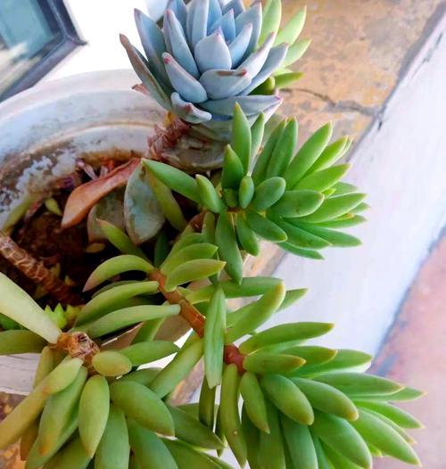 秋天花卉的养护和管理要点是什么？