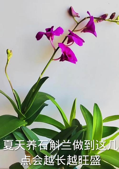 石芙栽培过程中应注意什么？