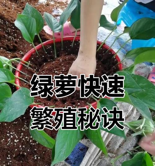 绿萝插枝繁殖的步骤和技巧有哪些？