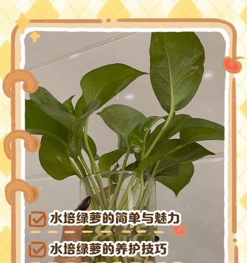 绿萝水培为什么烂根？如何预防和解决绿萝水培烂根问题？
