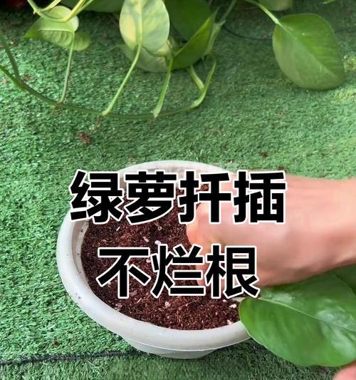 绿萝水培为什么烂根？如何预防和解决绿萝水培烂根问题？