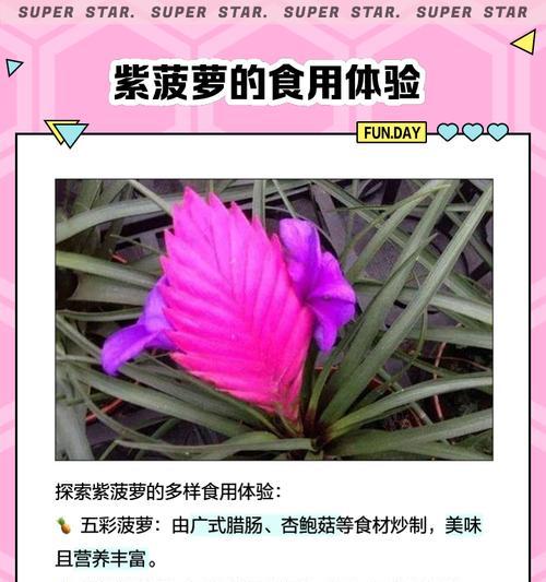 紫花凤梨养殖的正确方式是什么？