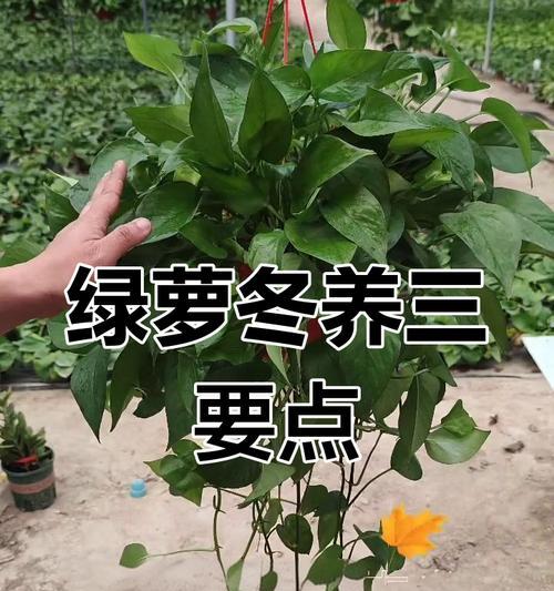 冬天绿萝怎么养？冬季绿萝养护的要点是什么？