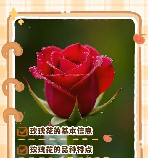 玫瑰花有多少个品种？各自的特色是什么？