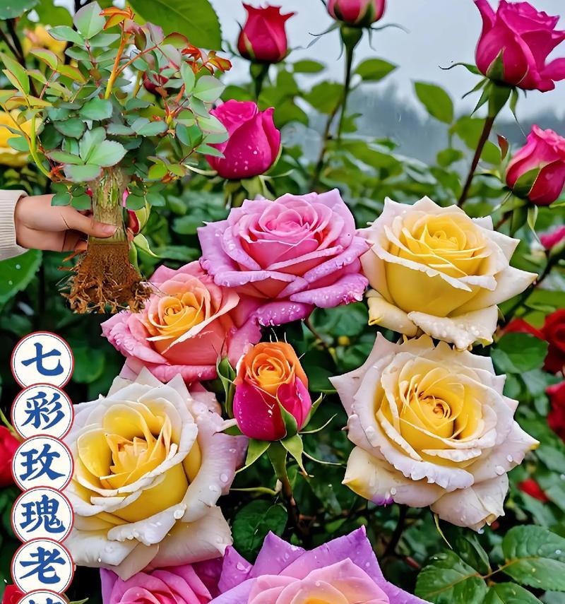 玫瑰花有多少个品种？各自的特色是什么？