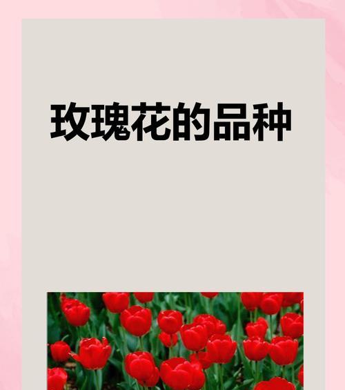 玫瑰花有多少个品种？各自的特色是什么？
