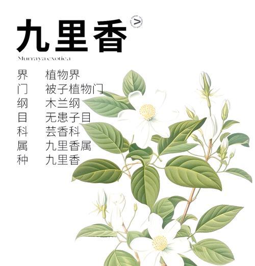 九里香的花语：九里香是什么植物及其含义？