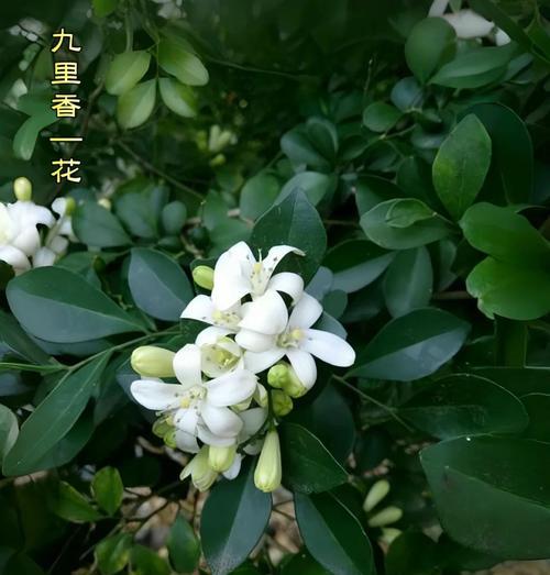 九里香的花语：九里香是什么植物及其含义？