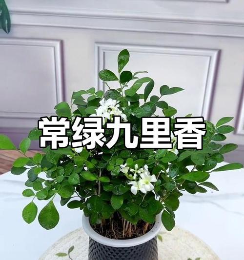 九里香的花语：九里香是什么植物及其含义？