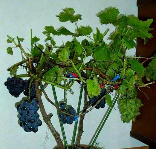 盆栽葡萄的种植方法是什么？有哪些注意事项？