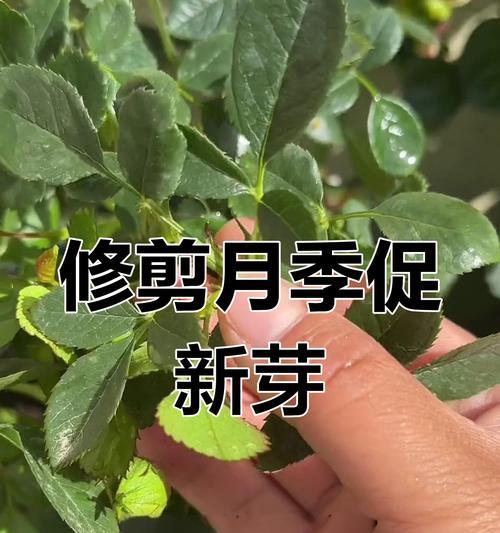 盆景修剪的正确方法是什么？修剪后如何促进新芽生长？
