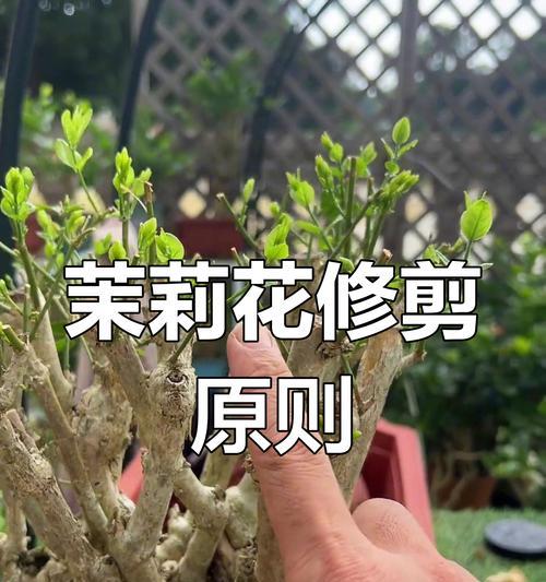 盆景修剪的正确方法是什么？修剪后如何促进新芽生长？