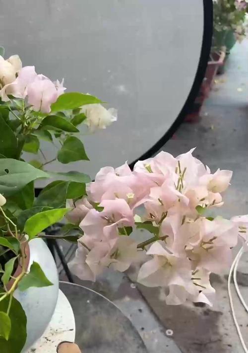 仙客来不开花的原因及解决措施是什么？