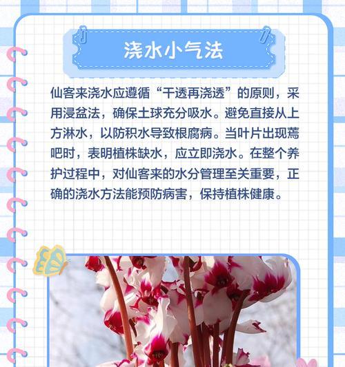仙客来不开花的原因及解决措施是什么？