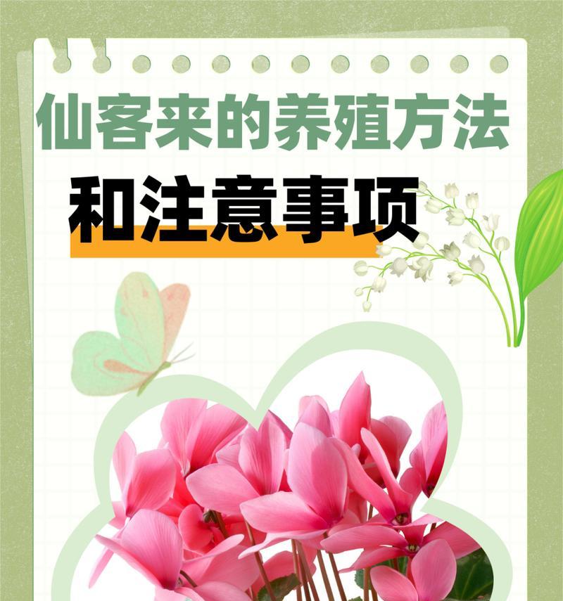 仙客来不开花的原因及解决措施是什么？
