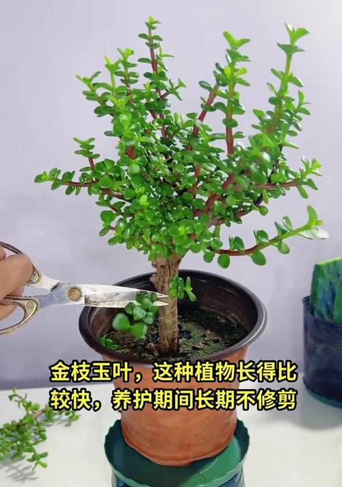 金枝玉叶的养殖方法有哪些？如何保持其光泽？