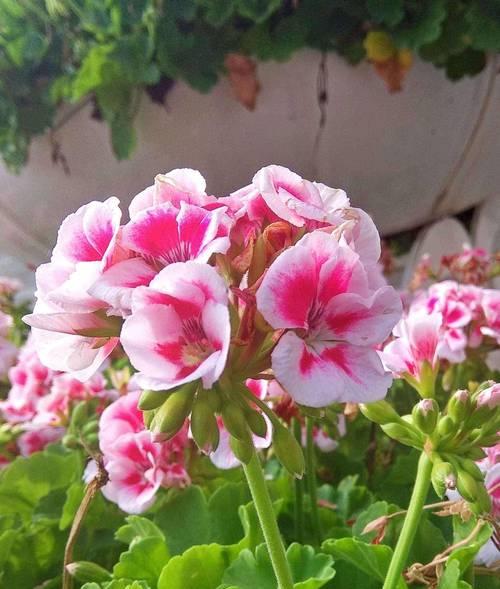 春天还有什么花开放？春季常见的开花植物有哪些？