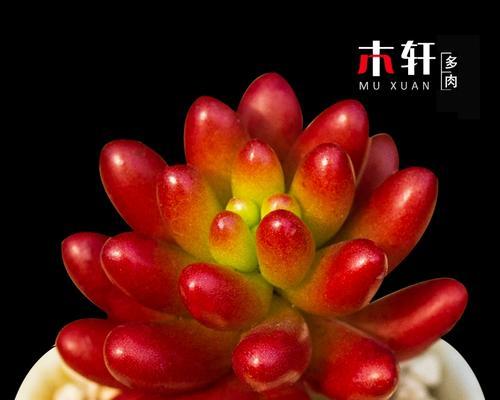 虹之玉锦的养殖技巧是什么？