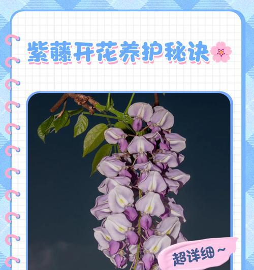 紫藤的最佳栽种时间是什么时候？