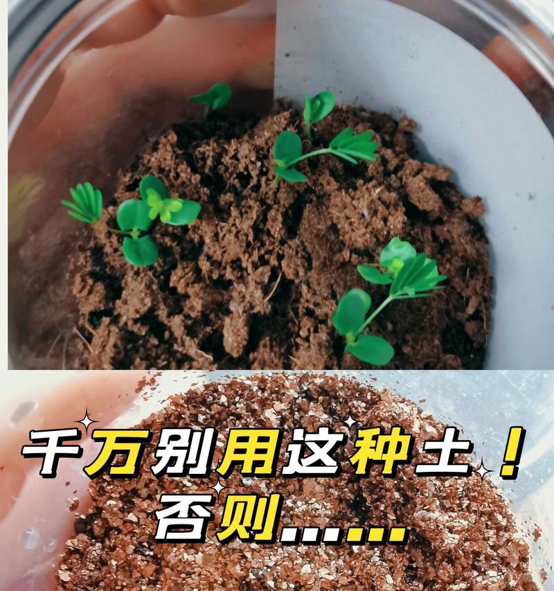 含羞草种植方法是什么？