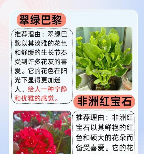 长寿花品种分类如何进行？各品种的养护要点是什么？