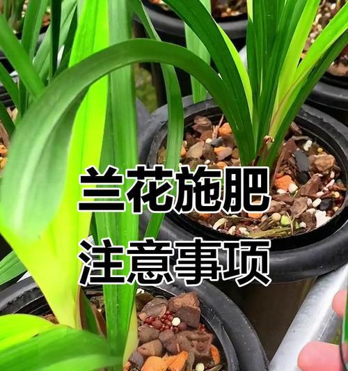 兰花种植的正确方法是什么？