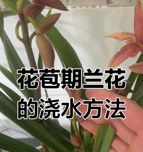 兰花种植的正确方法是什么？