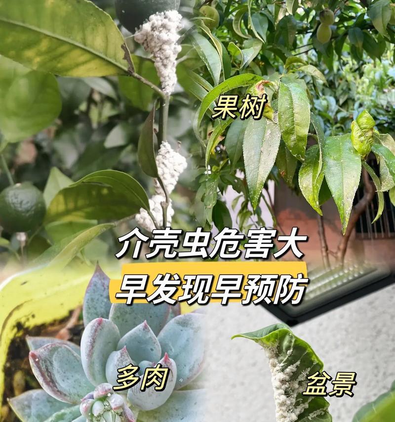 花卉出现虫害怎么办？有效防治花卉虫害的方法有哪些？