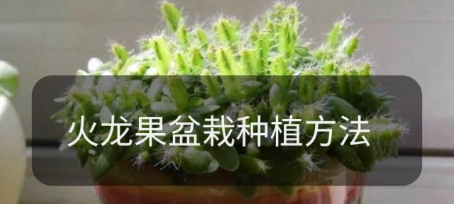 火龙果树盆栽的种植方法是什么？
