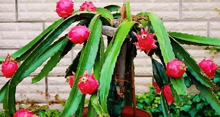 火龙果树盆栽的种植方法是什么？