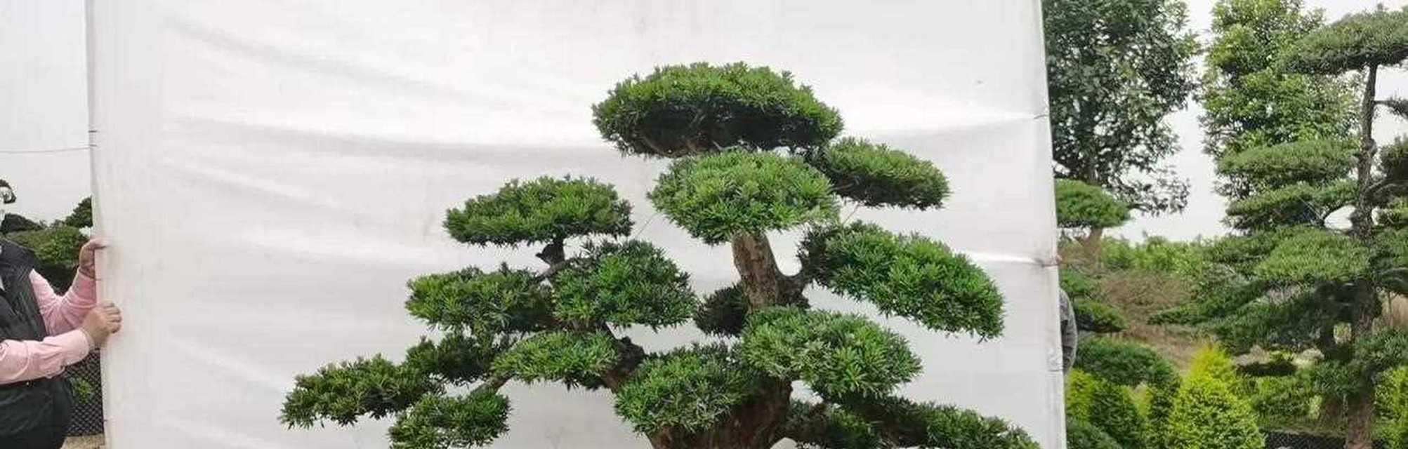 罗汉松有哪些品种？罗汉松品种的特点是什么？