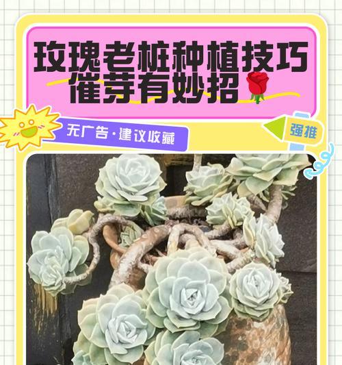 玫瑰种植的正确步骤是什么？