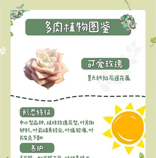 玫瑰种植的正确步骤是什么？