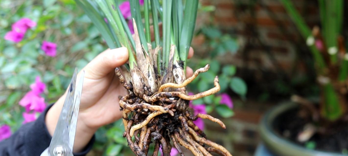 花枯萎了怎么办？如何拯救枯萎的植物？