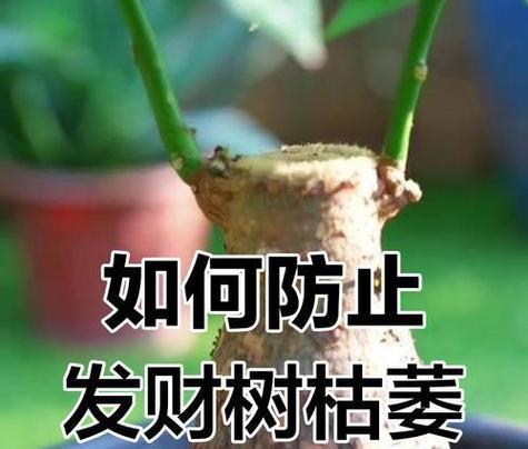 花枯萎了怎么办？如何拯救枯萎的植物？