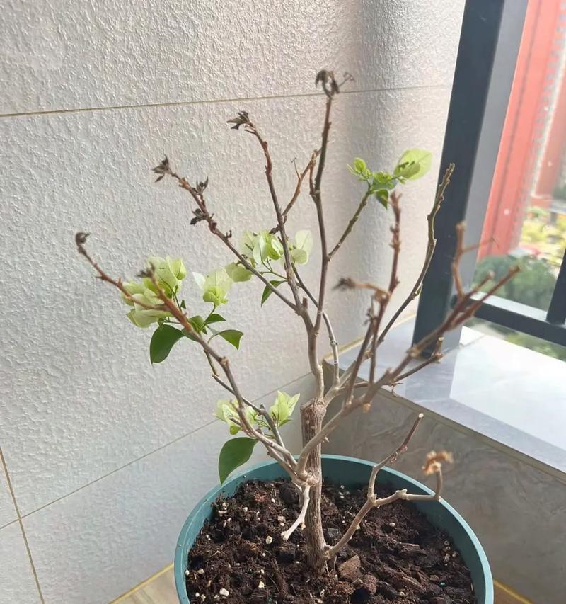 花枯萎了怎么办？如何拯救枯萎的植物？