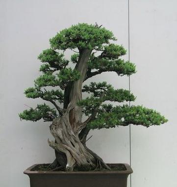 盆景有哪些流派？各流派的特点和制作方法是什么？