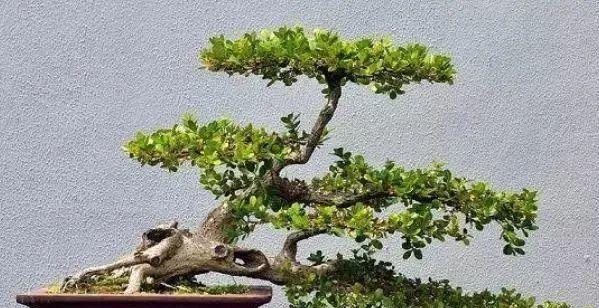 盆景有哪些流派？各流派的特点和制作方法是什么？